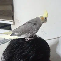 طوطی عروس هلندی|پرنده|کیاشهر, |دیوار