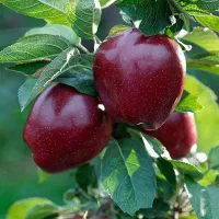 سیب لبنانی قرمز نه درشت نه ریز متوسط