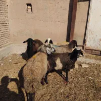 گوسفند ابستن|حیوانات مزرعه|دشتابی, |دیوار