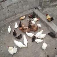 فروش تعدادی غاز و مرغ و خروس|حیوانات مزرعه|پره‌سر, |دیوار