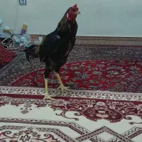 خروس لاری|حیوانات مزرعه|اهواز, ۲۴ متری|دیوار