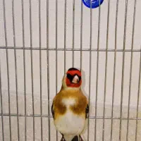 سهره نر یه وجبی بخون|پرنده|تهران, مسعودیه|دیوار