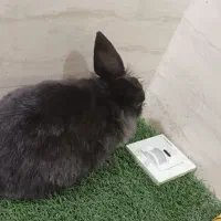 خرگوش