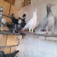 کفترپرشی|پرنده|تاکستان, |دیوار