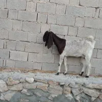 بز کهره دار|حیوانات مزرعه|اهرم, |دیوار