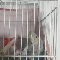 ۳تا عروس هلندی|پرنده|اقبالیه, |دیوار