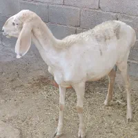 بره چینی اصل
