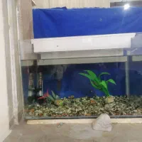 اکواریوم|ماهی|بندر امام خمینی, |دیوار