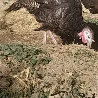 بوقلمون ماده|حیوانات مزرعه|دهگلان, |دیوار