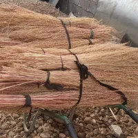 ۱۰۰ دسته جارو هست