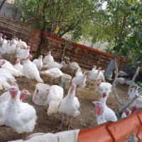 بوقلمون گوشتی زنده|حیوانات مزرعه|شاندیز, |دیوار