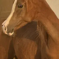 کره اسب عرب اصیل|اسب و تجهیزات اسب‌سواری|اصفهان, جلفا|دیوار