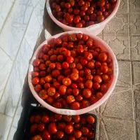 گوجه ربی اقتصادی