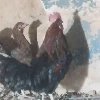 مرغ وخروس|حیوانات مزرعه|شیراز, نصرآباد|دیوار