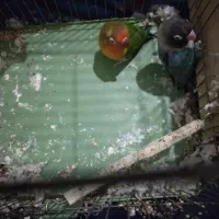 طوطی برزیلی جفت مولد