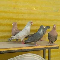 موشی نقره ای طلایی مسی سنجابی پرتقالی نجف اباد|پرنده|اصفهان, آبشار|دیوار