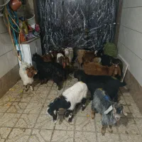 بزغاله|حیوانات مزرعه|مشهد, پنجتن|دیوار