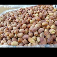 خرما زاهدی