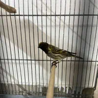 گلبسر ،سهره ،طوطی|پرنده|تهران, خزانه|دیوار