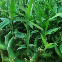 بامبو .گل و گیاه طبیعی