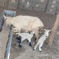 گوسفند جملی حیکلی با دوبره نروماده|حیوانات مزرعه|زابل, |دیوار