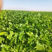 توفاله یا ملاس چغندر قند