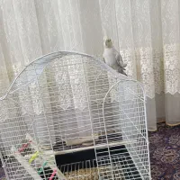 عروس