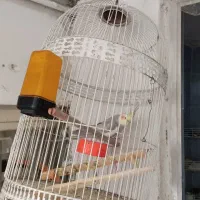 دو عدد مرغ عشق و یک عدد عروس هلندی