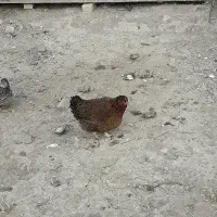 مرغ کردی واردک