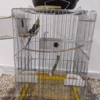 عروس هلندی مولد