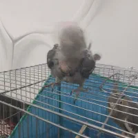 عروس هلندی باهوش|پرنده|رومشکان, |دیوار