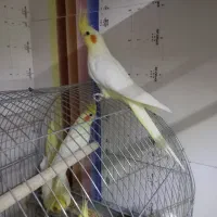 جوجه عروس و مرغ عشق جوانه|پرنده|قائن, |دیوار