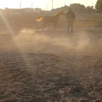 اسب اصیل عرب|اسب و تجهیزات اسب‌سواری|امیدیه, |دیوار