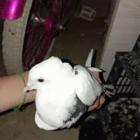 6کببوتر یا معامله|پرنده|دالاهو, |دیوار