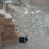 خرگوش|موش و خرگوش|یزد, |دیوار