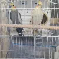 سلام یک جفت طوطی عروس فقط ۲۵۰۰|پرنده|الوند, |دیوار