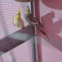 عروس هلندی|پرنده|جم, |دیوار