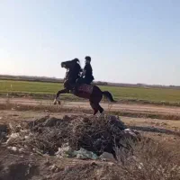 دوعدد اسب عالی جهت برکت