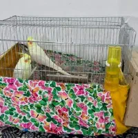 عروس هلندی