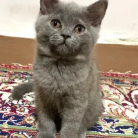 بچه گربه های اسکاتیش