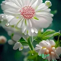 سیم کارت کد 3