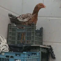 مرغ لاری اصل جوان
