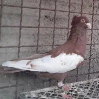 کبوتر رنگه|پرنده|مشهد, ویلاشهر|دیوار
