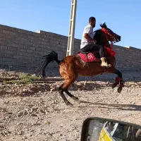 مادیان باکره