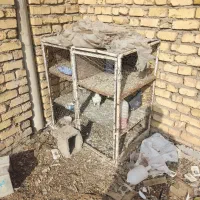 قفس جفت کن کفتر کبوتر