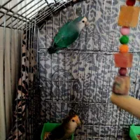 طوطی برزیلی با قفس|پرنده|کرج, اسلام‌آباد|دیوار