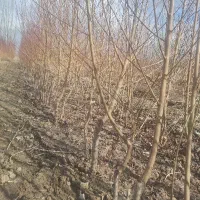 فروش نهال تازه مستقیم از خاک نهالستان