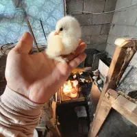 جوجه برهما ۱روز تا ۱۰ روز