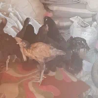 مرغ و خروس|پرنده|خور (اصفهان), |دیوار