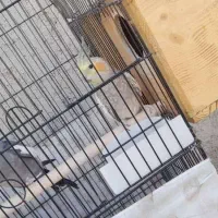 عروس هلندی با همه وسایل|پرنده|بندر گناوه, |دیوار
